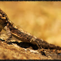 South Indian Rock Agama