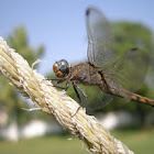 Dragon Fly