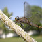 Dragon Fly