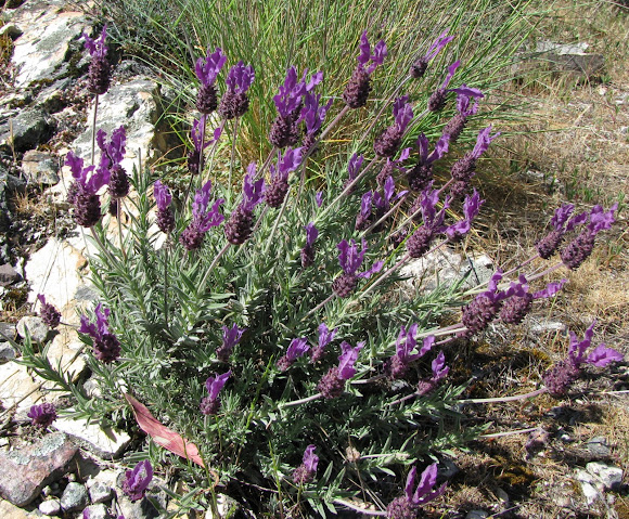 Spotting Image 1