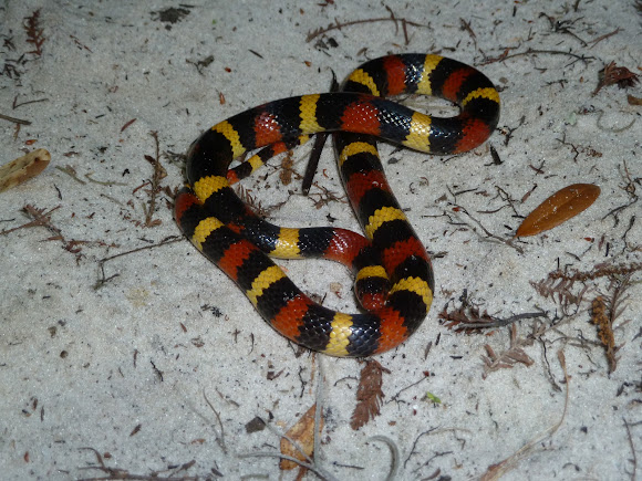 Spotting Image 1