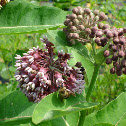 Common Milkweed