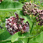 Common Milkweed