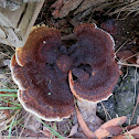 Tyromyces - bracket fungi
