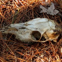 White-tailed deer, signs of