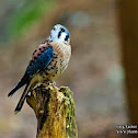 American Kestrel (zoo)