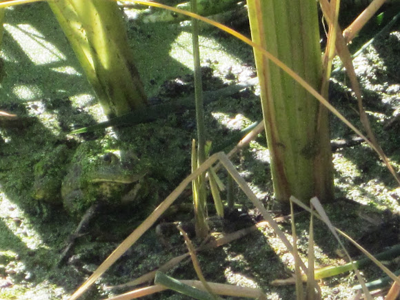 Spotting Image 1