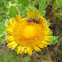 Dusty maize beetles