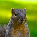 Squirrel