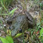 Leopard frog