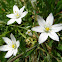 Star of Bethlehem
