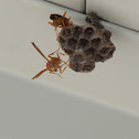 Yellow Paper Wasp