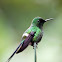 Green Thorntail