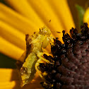 Ambush Bug