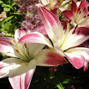 Lollipop Lilly