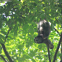 Brown-throated Three-toed Sloth