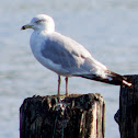 Ring-billed Gull