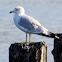Ring-billed Gull