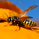 European Paper Wasp