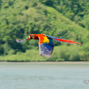Scarlet Macaw