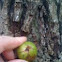 Mockernut Hickory