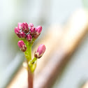 Bog-bean