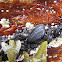 Blue mussel