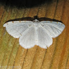 Lesser Maple Spanworm Moth