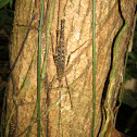 Katydid?