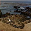 Seagull and squirrel.