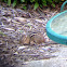 Chipmunk