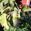 Angels Trumpet