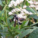 Narrow-waisted Wasp