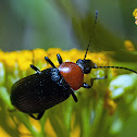 Cantharis fusca