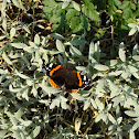 Red Admiral