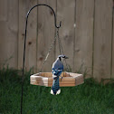 Blue Jay