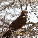 Pallid Harrier (juv)
