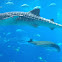 Whale Shark
