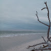 sanibel_tree.jpg