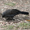Apostlebird