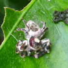Jumping Spider (Salticidae) cocooned in fungi