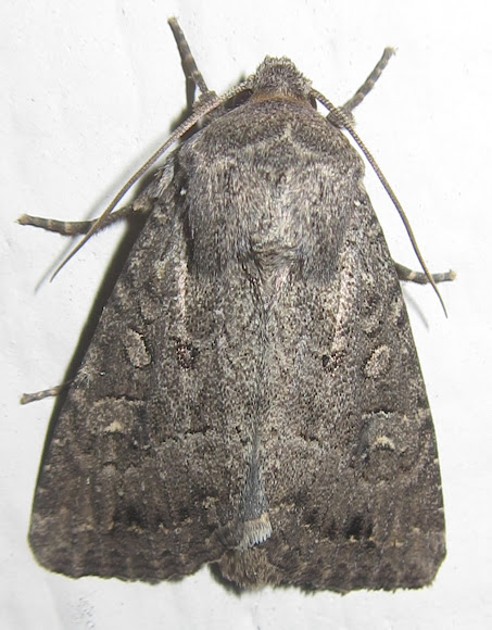 Spotting Image 1