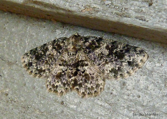 Spotting Image 1