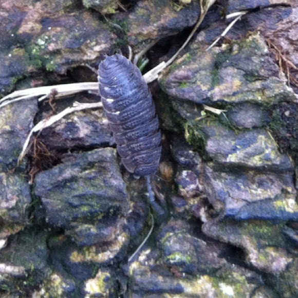 Spotting Image 1
