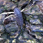 Woodlouse