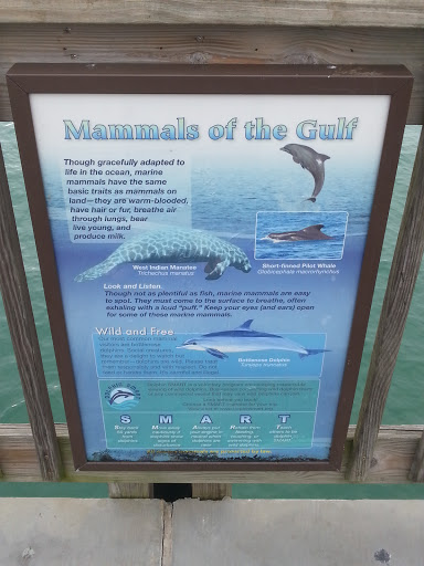Mammals Of The Gulf 2