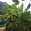 Velvetleaf Soldierbush