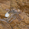 octopus