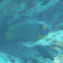 Yellow Mask Angelfish