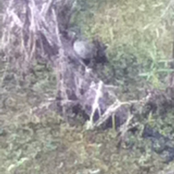 Spotting Image 1